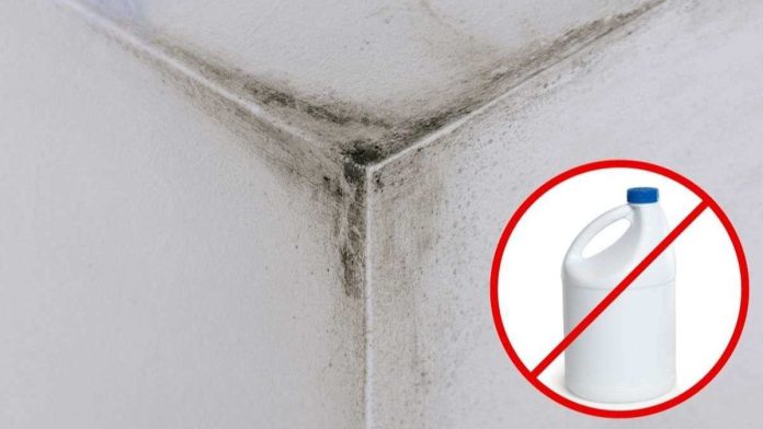 Comment éliminer la moisissure dans votre salle de bain : 3 astuces naturelles et efficaces