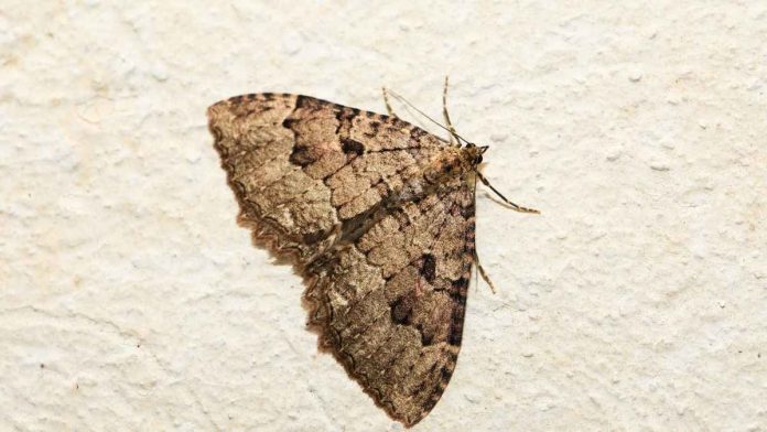 Qu'est-ce que cela signifie lorsqu'un papillon de nuit entre dans votre maison ?